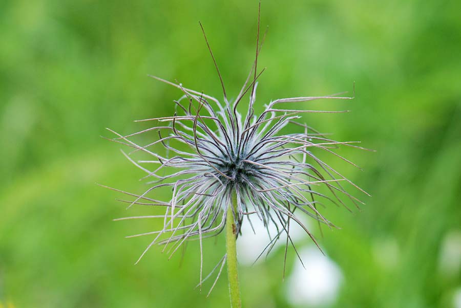 Pulsatilla alpina, frutti